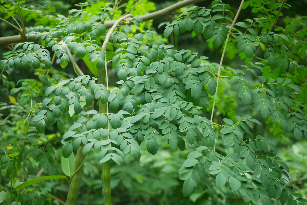 Utilisations et Bienfaits de la Moringa
